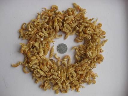 꺣(1cm-2cm)