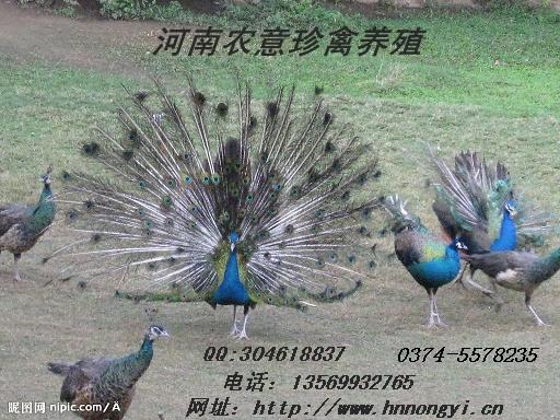 ȸֳȸ磬ȸιӦ