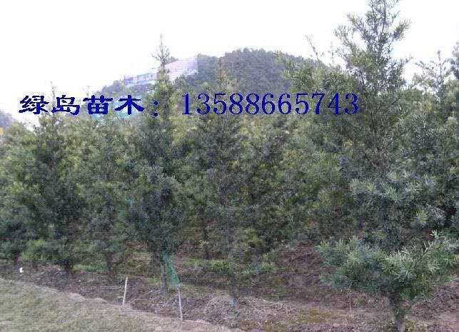 ޺(D3-80)