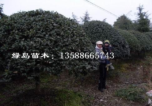 д̹(P100-500)