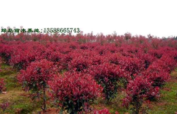 Ҷʯ(P20-400)
