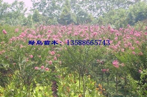 ޱ(D3-80)