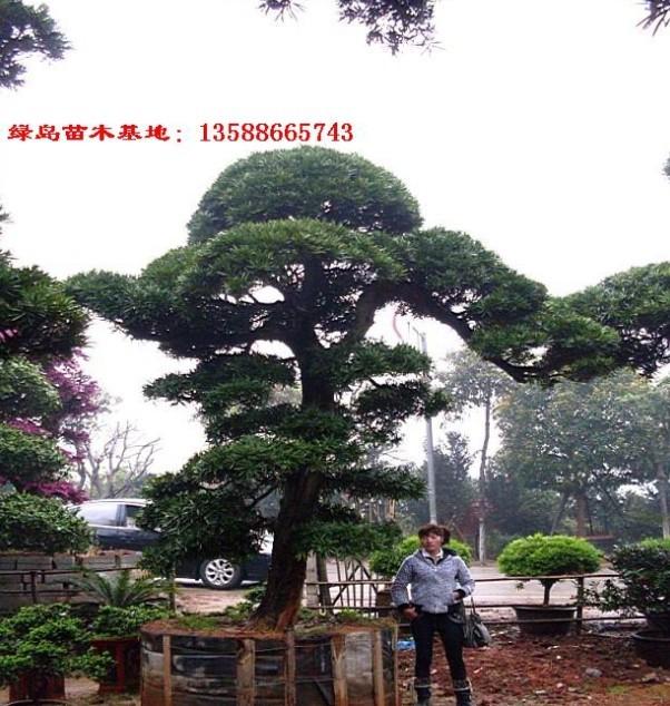 ޺(D8-60)