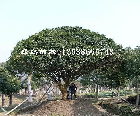 (P100-1000cm)