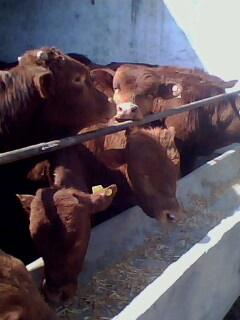 唐山肉牛价格小牛价格肉牛犊价格唐山养牛场