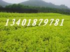 ҶŮ(0214)