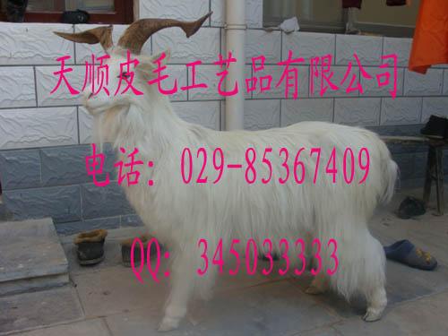 ϻƤʨƤ÷¹Ƥ