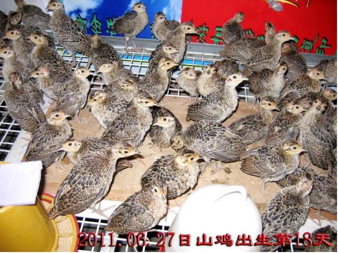 Ӧ߲ɽ硢Ϫɽ硢ɽ۸