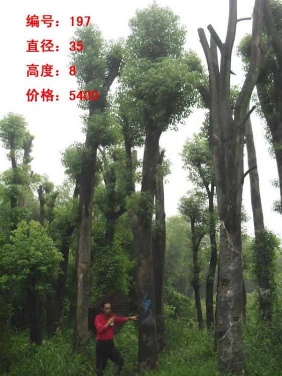 ʵۺ&ɭƷ#ָ۹Ӧ