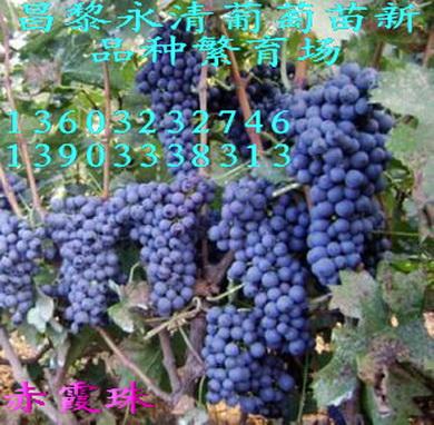 ϼ13903338313