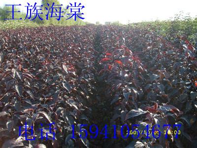 ޽庣(80)