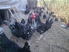 Ϲ硢֣ݹ硢硢硢
