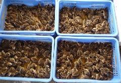 鼦繩Ӧ޹鼦磡