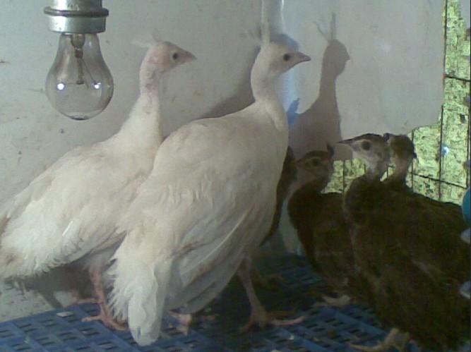 ȸ硢ȸ繩Ӧ̡ɽȸ۸