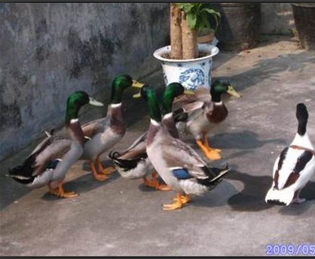 ɽͷҰѼ硢ӱͷҰѼ۸