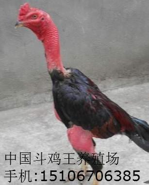 ֳ,ֳ,ֳ