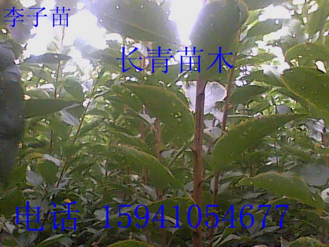 ֦Ҷ(80)
