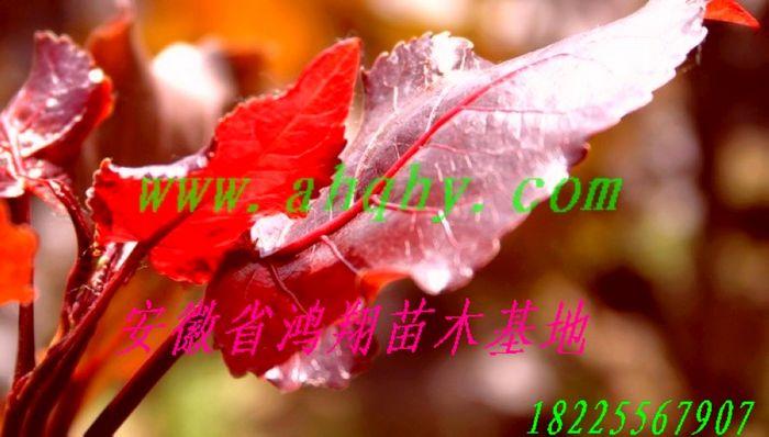 上海山东广西广东河北福建全红杨,美国竹柳