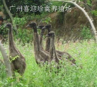 磬㽭ֳ