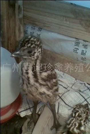 磬
