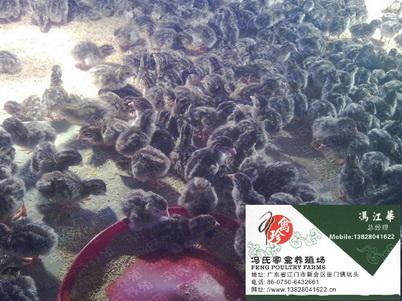 㶫硢鼦硢
