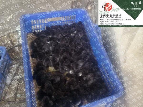 ̿Ǽ硢̿Ǽ