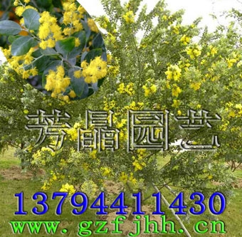 ҶϻҶϻ
