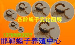 ӱЫӣӱ