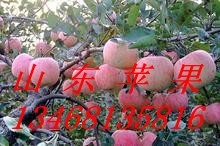 ɽʺ츻ʿƻӦ