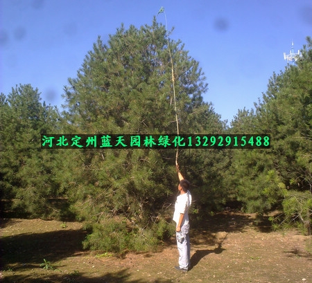 ѩɰƤɼ