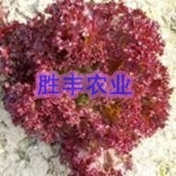 ɫ(645345)