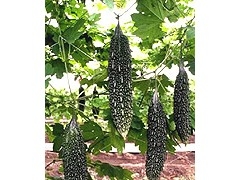 ڿ(523564635)