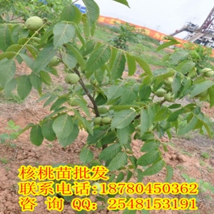 ʵŵ()
