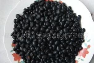 黑豆黑珍珠1号(黑豆黑珍珠1号)