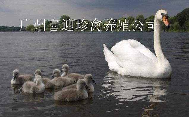 Ͼ۸