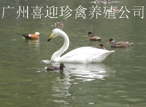 Ưֳ