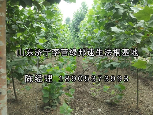 2012Ӫͩ۸