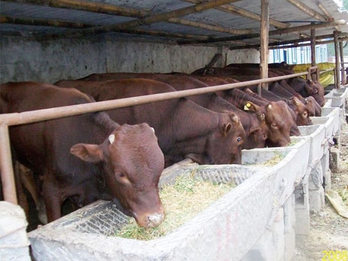 阜新肉牛养殖||肉牛养殖场,山