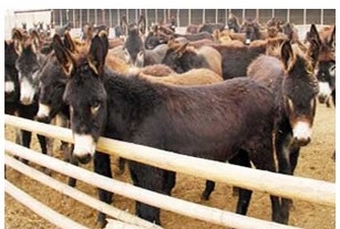 辽源肉牛养殖||肉牛养殖场,山