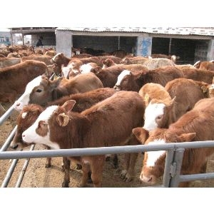 信阳肉牛养殖||肉牛养殖场,山