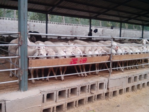 商丘肉牛养殖||肉牛养殖场,山