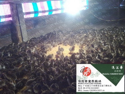 Ӧ鼦
