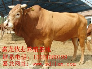 ţ鼾뷢