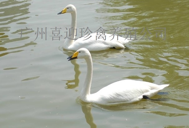 ɽϰ
