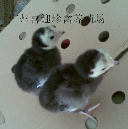 Ȼ(Ȼ)