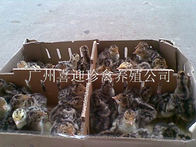 ͭ۸/Ȼ