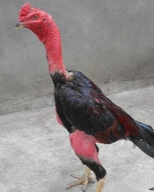 Ȫֳ۸