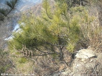 ֮ԴƤԱ