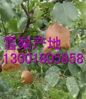ӱѩӪӱѩ