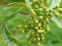 贵州花椒,花椒批发